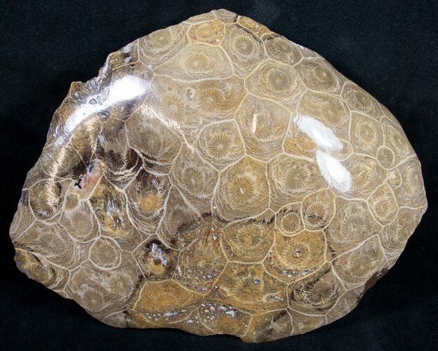 Polished Fossil Coral Head - Morocco #9331